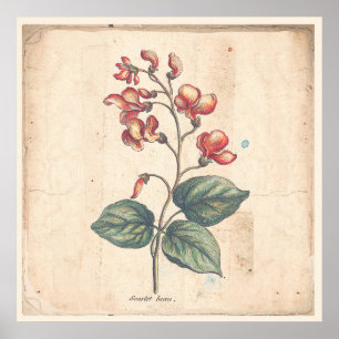 Antike Botanische Print Poster Scarlet Runner Bean