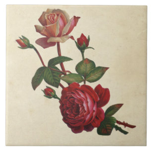 Antike Botanische Rosen Fliese