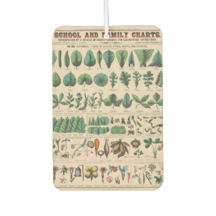 Antike botanische Schultafel Vintage Natur Autolufterfrischer
