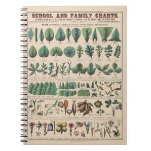 Antike botanische Schulwandtafel im Vintage-Naturs Notizblock