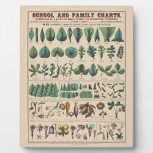 Antike botanische Schulwandtafel Vintage Natur Fotoplatte
