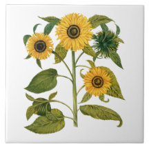 Antike botanische Sonnenblume