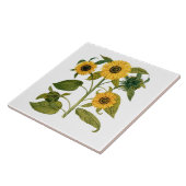 Antike botanische Sonnenblume Fliese (Seite)