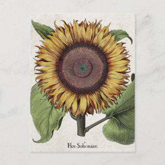 Antike botanische Sonnenblume Postkarte
