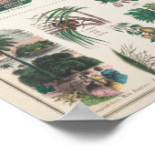 Antike botanische Tafel Poster (Ecke)