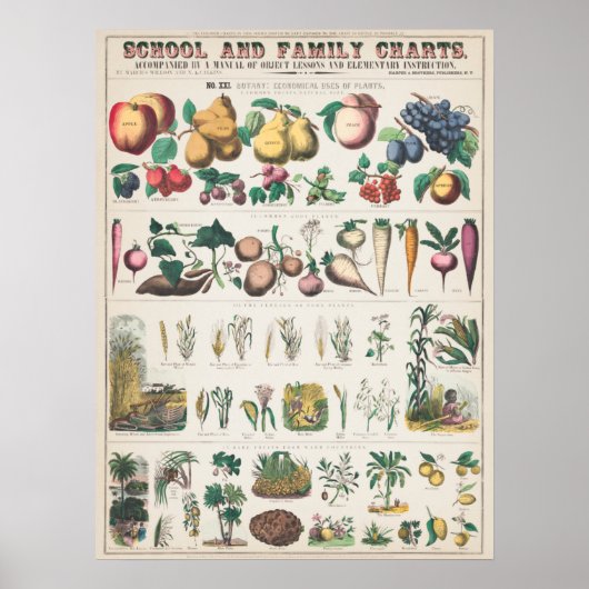 Antike botanische Tafel Poster (Vorne)