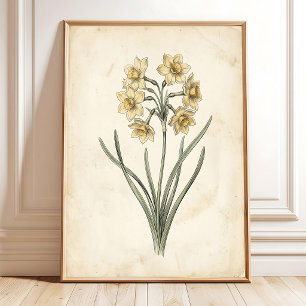 Antike botanische Vintage-Jonquil-Leinwandkunst Poster