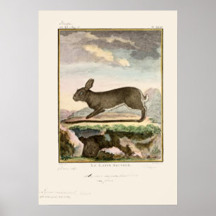 Antike Bunny-Hasen-Farbätzung Poster