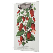 Antike Clematis Coccinea Rote Blumenkunst Klemmbrett (Links)