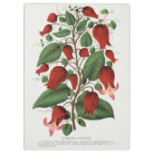 Antike Clematis Coccinea Rote Blumenkunst Klemmbrett (Rückseite)