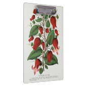 Antike Clematis Coccinea Rote Blumenkunst Klemmbrett (Rechts)