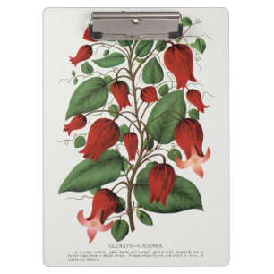 Antike Clematis Coccinea Rote Blumenkunst Klemmbrett