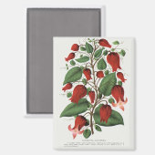 Antike Clematis Coccinea Rote Blumenkunst Magnet (Vorderseite/Rückseite)