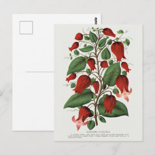 Antike Clematis Coccinea Rote Blumenkunst Postkarte