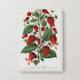 Antike Clematis Coccinea Rote Blumige Kunst Button