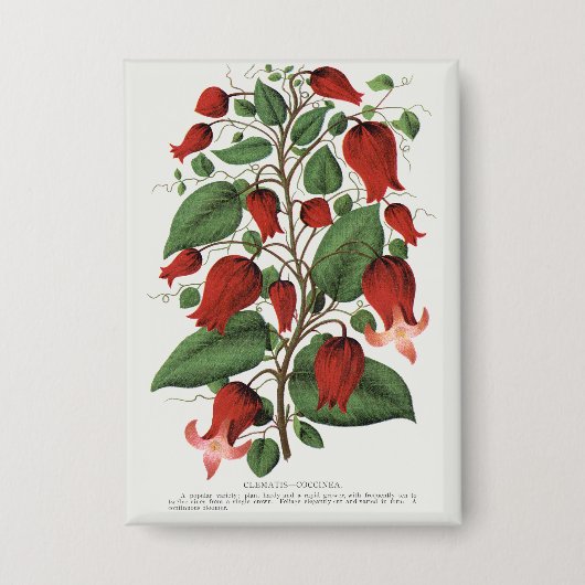 Antike Clematis Coccinea Rote Blumige Kunst Button (Vorderseite)