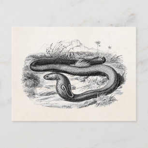 Antike Cobra-Schlange Retro Kobras Zeichnung 1800e Postkarte