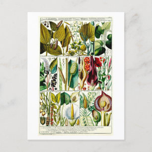Antike Diandria-Blumen-Botanik-Tafel Postkarte