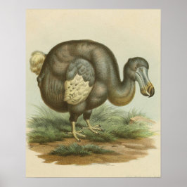 Antike Dodo Bird Naturgeschichte Poster