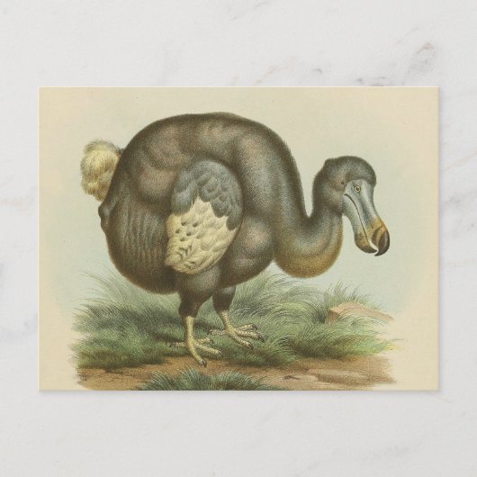 Antike Dodo Bird Naturgeschichte Postkarte (Vorderseite)