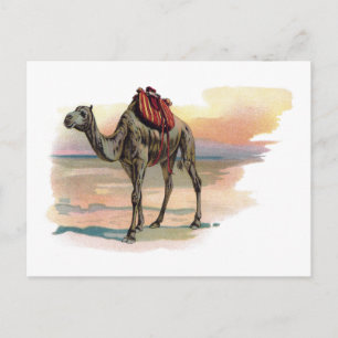 Antike Dromedar-Illustration Postkarte