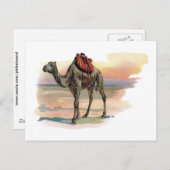 Antike Dromedary Kamel Illustration Postkarte (Vorne/Hinten)