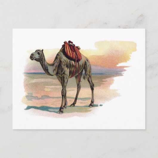 Antike Dromedary Kamel Illustration Postkarte (Vorderseite)