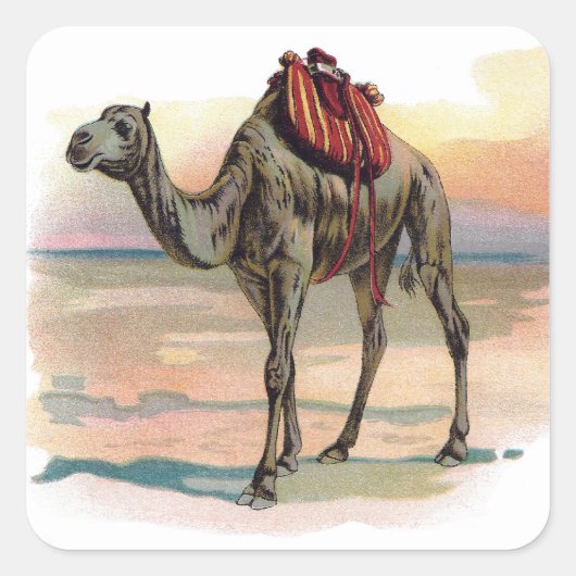 Antike Dromedary Kamel Illustration Quadratischer Aufkleber (Vorderseite)