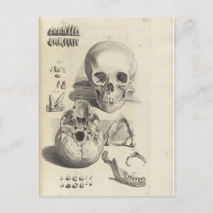Antike Druck Anatomie Schädel Postkarte