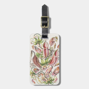 Antike Ernst Haeckel Botanische Kannenpflanze Gepäckanhänger