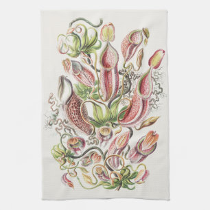 Antike Ernst Haeckel Botanische Kannenpflanze Geschirrtuch