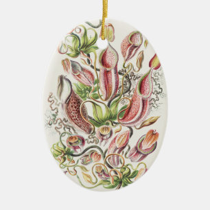 Antike Ernst Haeckel Botanische Kannenpflanze Keramik Ornament