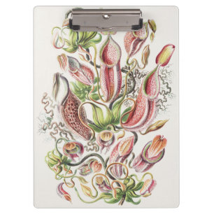 Antike Ernst Haeckel Botanische Kannenpflanze Klemmbrett