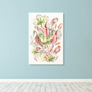 Antike Ernst Haeckel Botanische Kannenpflanze Leinwanddruck