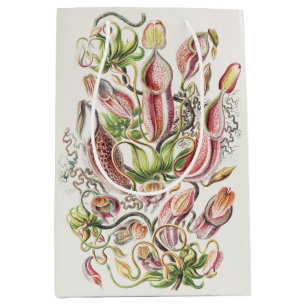 Antike Ernst Haeckel Botanische Kannenpflanze Mittlere Geschenktüte