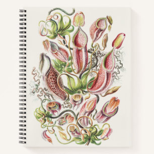 Antike Ernst Haeckel Botanische Kannenpflanze Notizblock