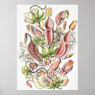Antike Ernst Haeckel Botanische Kannenpflanze Poster