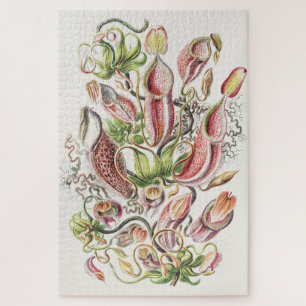Antike Ernst Haeckel Botanische Kannenpflanze Puzzle