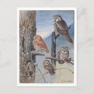 Antike Eulen-Postkarte Postkarte