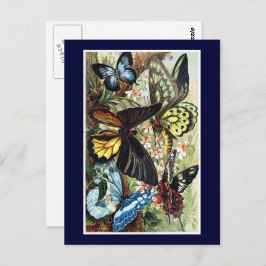 Antike Exotische Schmetterlingsdarstellung Postkarte (Vorne/Hinten)