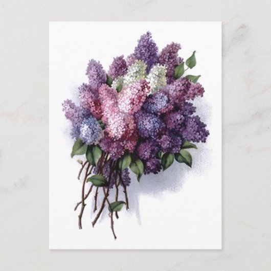 Antike Flieder Postkarte (Vorderseite)