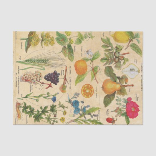 Antike Flora und Früchte Seidenpapier (Vorderseite)