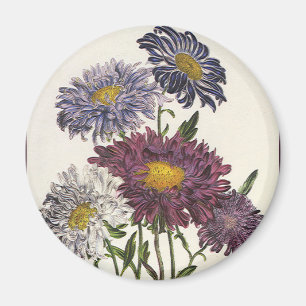 Antike Florale, alte lila Aster-Blüten Magnet