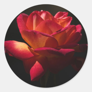 Antike Florale Rosa Rote Rosenblume Schwarz Runder Aufkleber