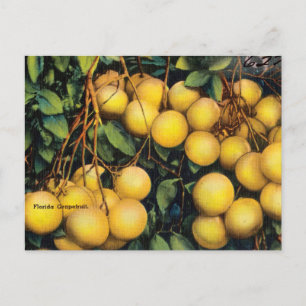 Antike Florida-Grapefruit-Reisepostkarte Postkarte