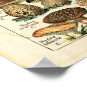 Antike französische Pilze-Diagramm drucken. Poster (Ecke)