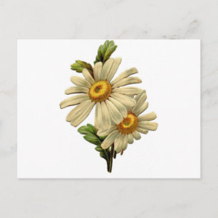 Antike Gänseblümchen Postkarte
