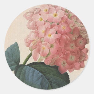 Antike Gartenblumen, Rosa Hortensie Hydrangea Runder Aufkleber