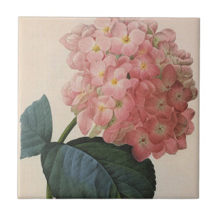 Antike Gartenblumen, rosa Hydrangea Hortensie Fliese