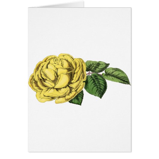Antike Gelbe Rose (Vorne)